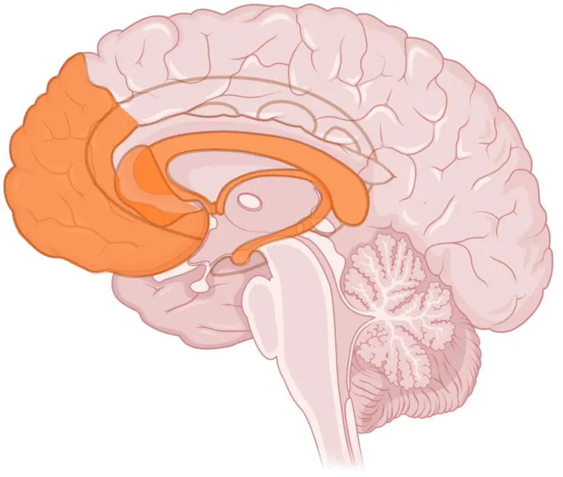 Increased inhibition, memory, and language skills 